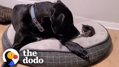 Orphaned 1-Pound Kitten Gets Adopted By a 160-Pound Great Dane | The Dodo Little But Fierce