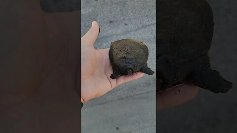 See a baby turle? Part1 https://www.thescifishortstorywriter.com Comment what it is thinking about.