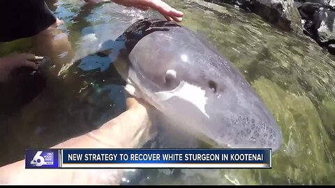 Plan revised for saving Kootenai River white sturgeon