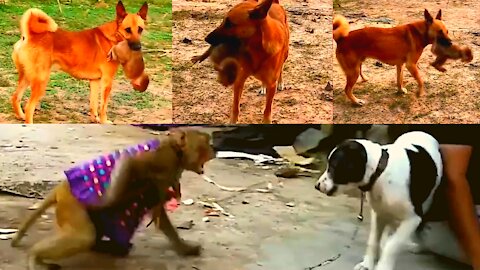 Cruel attack !! MONKEY VS DOG (friends fight)