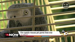 San Diego Fire captain rescues pet parrot from tree