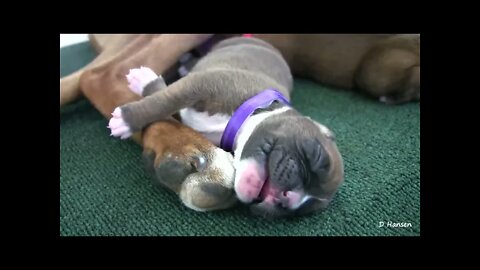 Boxers Three Day Old Puppies in HD 1080p