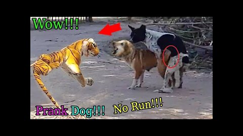 Fake Tiger Prank Dog Very Funny Prank Video 2021