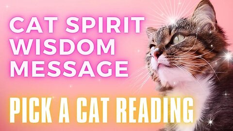 Your Cat Wisdom Message 🐈🐱Pick a Cat 🐈🐱 Tarot Oracle Timeless Reading
