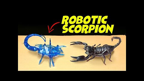 MEETING REAL SCORPION and HexBug ROBOTIC SCORPION