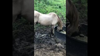 Arthur the rescue horse and Penny eating in the mud. We're moving their feed!