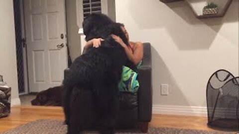 Massive Newfoundland Thinks He's A Tiny Lap Dog