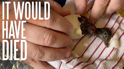 We Hatched Ducklings From Gold Shaw Farm!