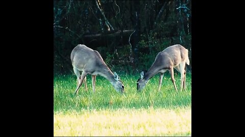 Deer in a field in Georgia