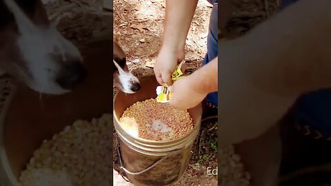 Making Wildhog Bait #hoghunting #hogbait