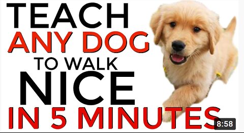 Teach ANY dog to walk nice on the leash | 5 MINUTE DOG TRAINING RESULTS!