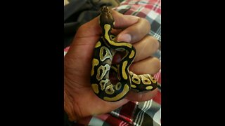 Ball python