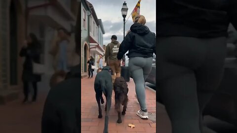 Dog Training Down Town