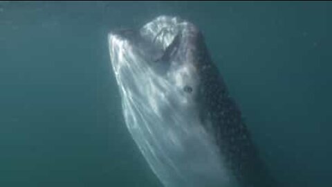 Squalo balena mostra la sua immensa bocca