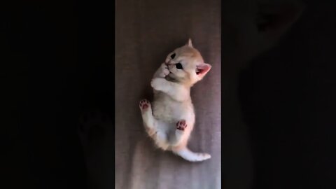 Cute Cat funny reactions