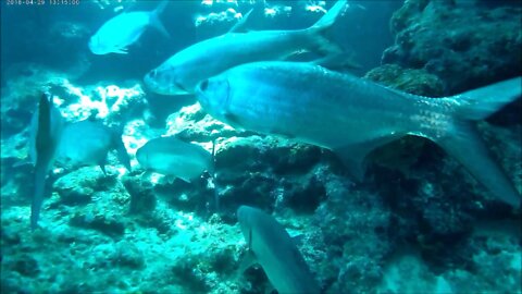 Grand Cayman Diving Devils Grotto🤗