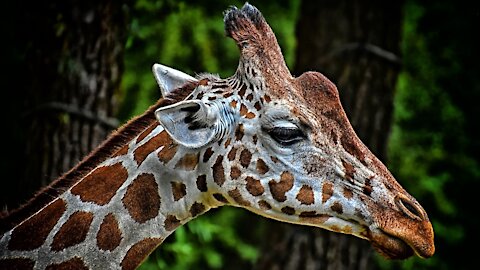 GIRAFFE - Animals For Kids - Know The Animal