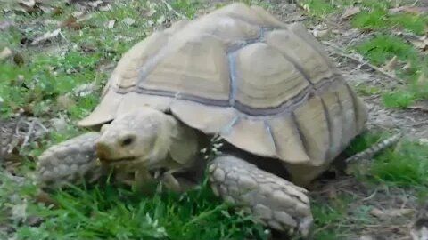 The neighbors Tortoise lawnmower got into my yard again.