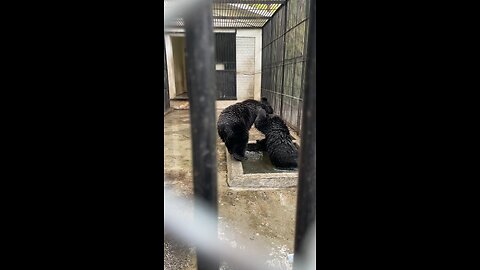Bear in the zoo enjoying