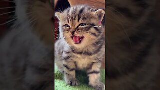 Sweet baby cat 🐈 ❤️😎 #love #tiktokvideo #pets #cat #funny