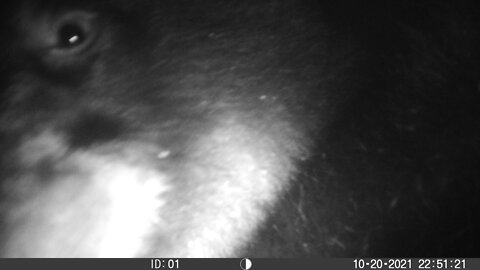 Bear Cub Camera Thief! #cub #bear #trailcam #hunt