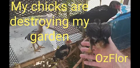 My chicks got in my garden again destroying my new veggies I sow recently