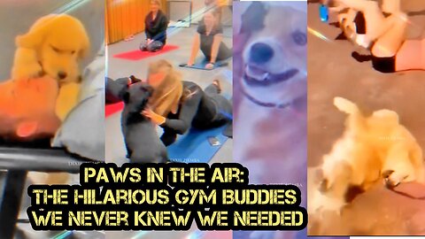 Paws in the Air: The Hilarious Gym Buddies We Never Knew We Needed