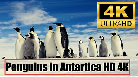 Penguins in Antartica HD 4K