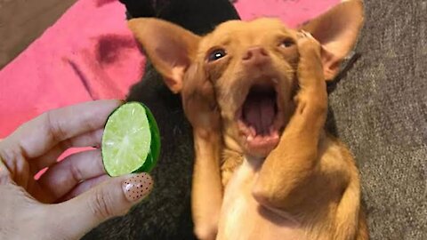Cute and Funny Animals Food Reactions!!