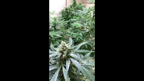 Autoflower Cannabis Grown Using Mars Hydro LED Lghts