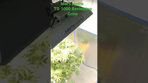 Mars Hydro TS-1000 Grow Review. Strain: Stay Puft. #marshydroreview #marshydrots1000 #MarsHydro