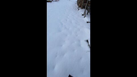 Footsteps in the snow