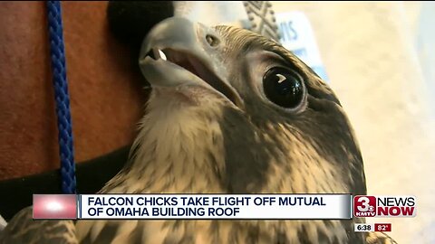 Peregrine falcon chicks take flight off Mutual of Omaha roof