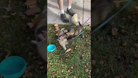 Digging Ferret & Friends