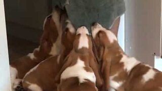 Puppies attempt to pinch bath towel from owner!