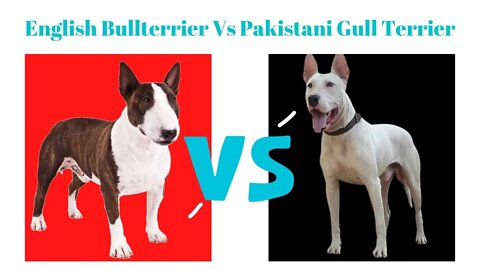 English Bullterrier Vs Pakistani Gull Terrier