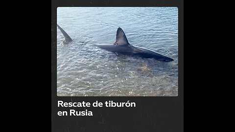 Rusos ayudan a un tiburón atascado en la orilla