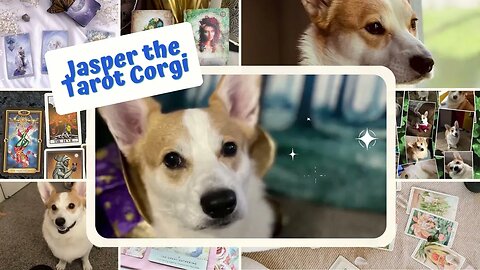 Corgi reading tarot cards