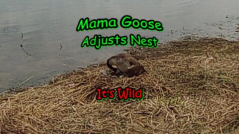 Mama Goose Adjusts Nest