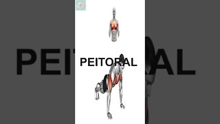 PEITORAL #shorts