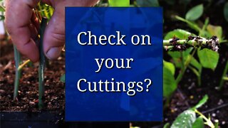 Pull up Cuttings to Check, or Leave Them Undisturbed?