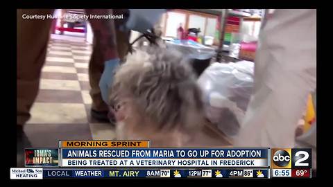 Animals evacuated ahead of Hurricane Maria come to Maryland