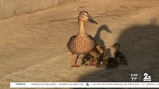 Baby ducks rescued out of storm drain in Harbor East
