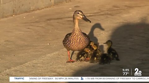Baby ducks rescued out of storm drain in Harbor East
