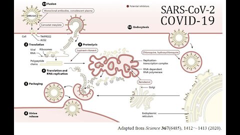 Коронавирус SARS-CoV-2 не выделен (официальные подтверждения)