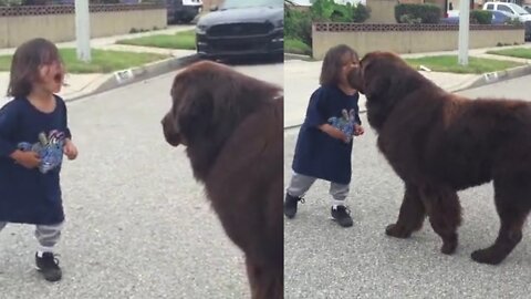 Funny Dog : Newfoundland Gives Good Luck Kisses Before Toddlers Big Game