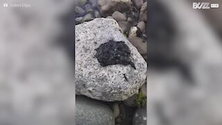 Il filme une étrange créature sur la plage