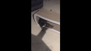 Cat Tries To Catch And Play With Shadow Hands