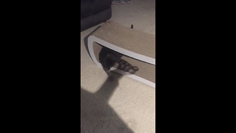 Cat Tries To Catch And Play With Shadow Hands