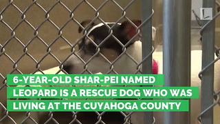 6-Year-Old Shelter Dog Helps Rescue Young Cat Trapped in Sewer